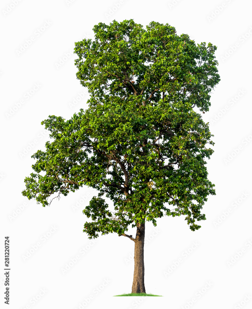 Tropical tree isolated on a white background. File contains with clipping path so easy to work.