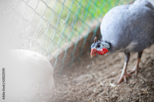 Closeup guinea fowl on the farm