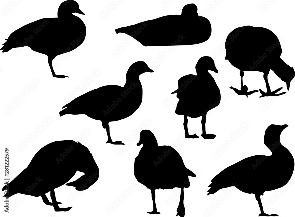 Fototapeta premium eight duck silhouettes isolated on white
