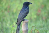 black drongo bird seating  