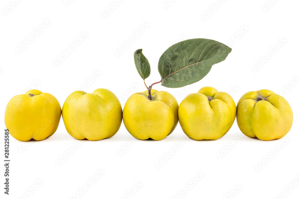 Five fresh ripe yellow quinces in a row, isolated on white background Five fresh ripe yellow quinces in a row, isolated on white background