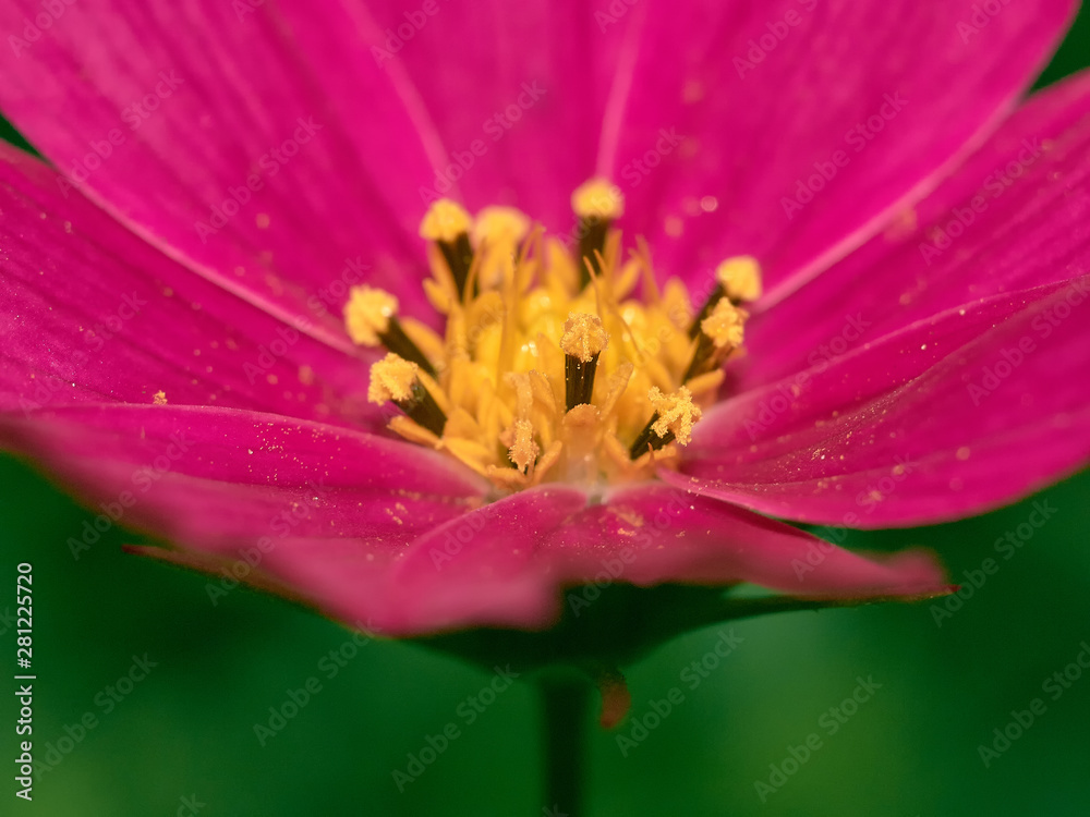 Beautiful wild pink flower macro close-up Beautiful wild pink flower macro close-up
