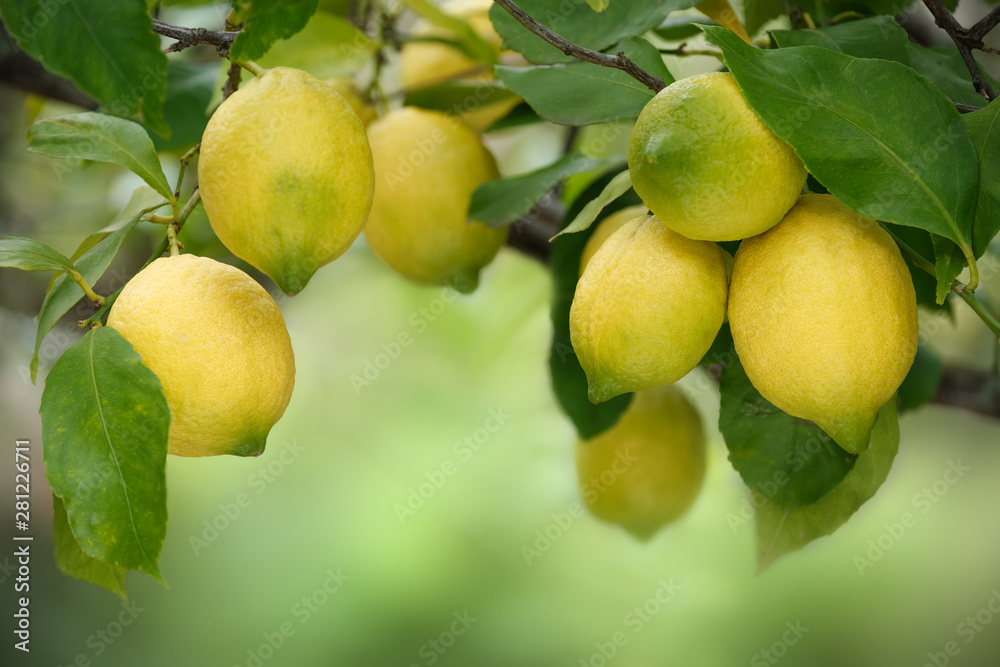 Cluster of ripe lemons on tree with blurred green copy space behind. Cluster of ripe lemons on tree with blurred green copy space behind.