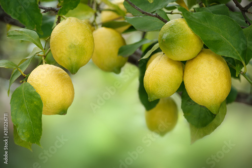 Cluster of ripe lemons on tree with blurred green copy space behind.