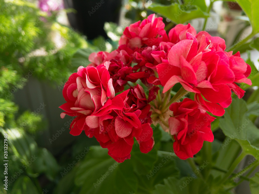 Fototapeta premium Pelargōnium in the green home garden