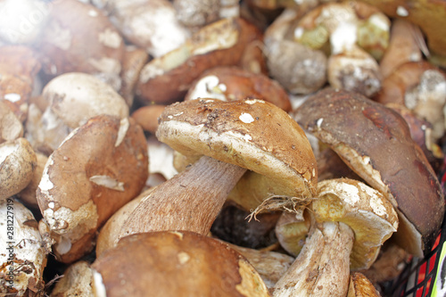 Boletus edible mushrooms. Forest fungi Boletus. Nature background texture. Boletus edulis. 