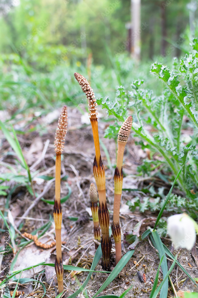 Stems with strobilus of horsetail (Equisetum arvense). Stems with strobilus of horsetail (Equisetum arvense).