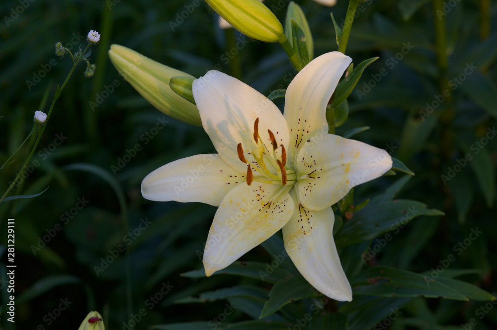 Obraz premium Красивые цветы из моего сада крупным планом