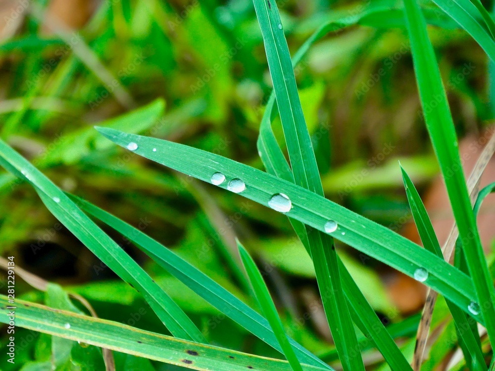 abperlende Wassertropfen auf einem Grasholm abperlende Wassertropfen auf einem Grasholm