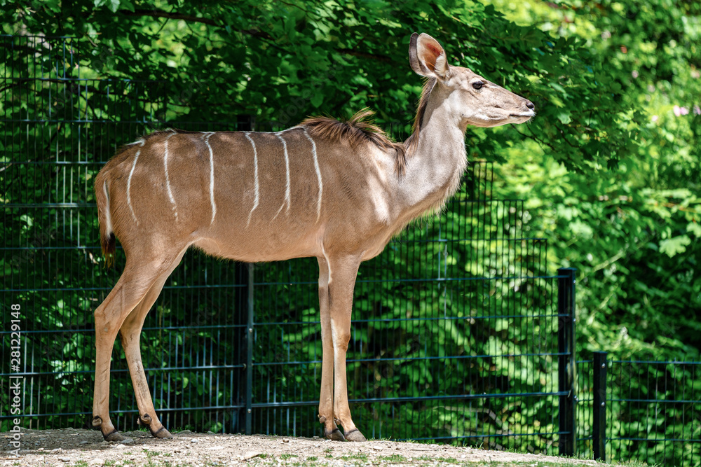 Fototapeta premium The common eland, Taurotragus oryx is a savannah antelope