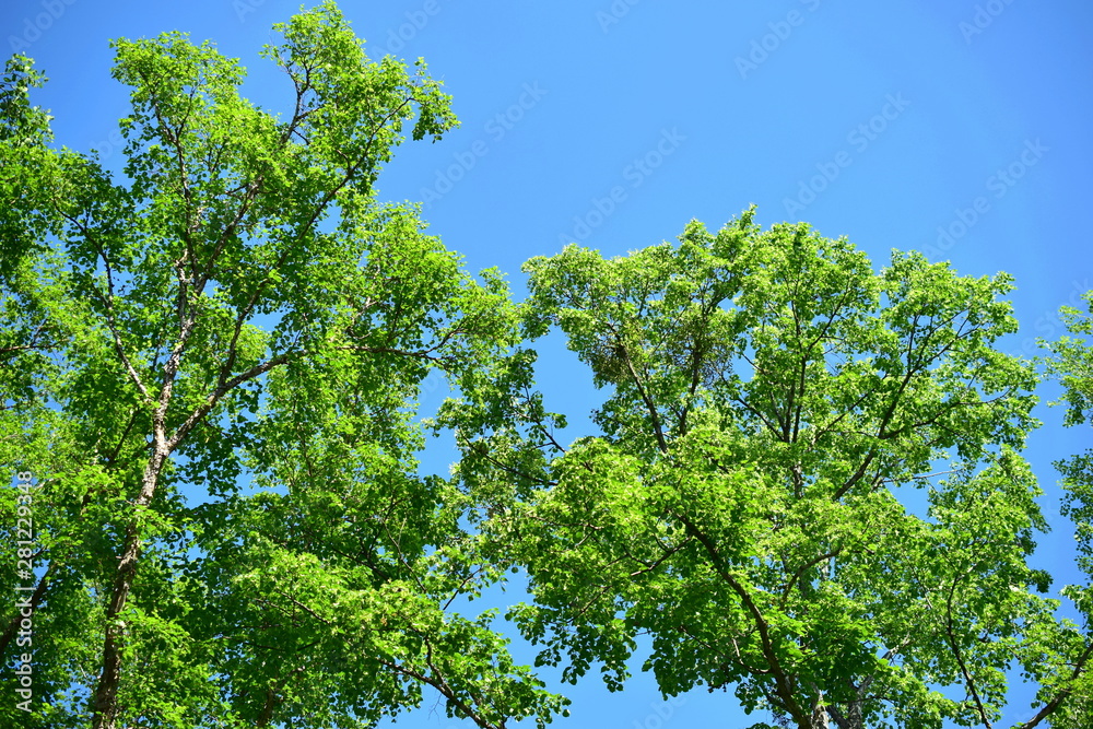 Summer green. Green tree leaves on blue sky background. Summer green. Green tree leaves on blue sky background.