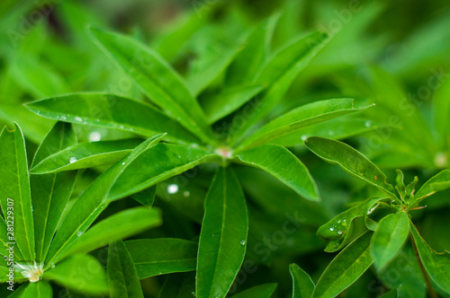 green leaves of garden plants, pattern for design