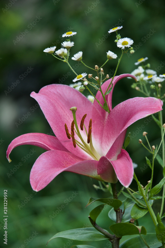 Fototapeta premium Красивые цветы из моего сада крупным планом