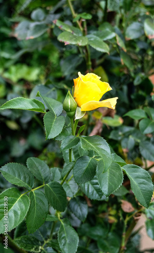 Gelbe Rose am Strauch