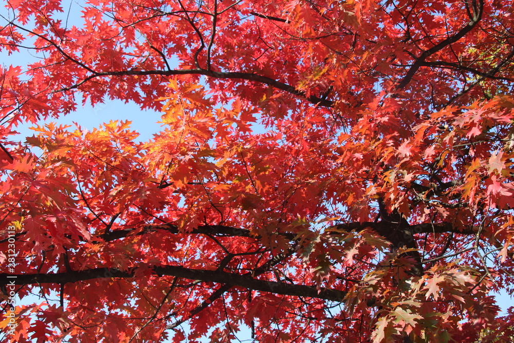 Autumn, red and yellow maple tree, autumnal ornament/ Autumn, red and yellow maple tree, autumnal ornament/