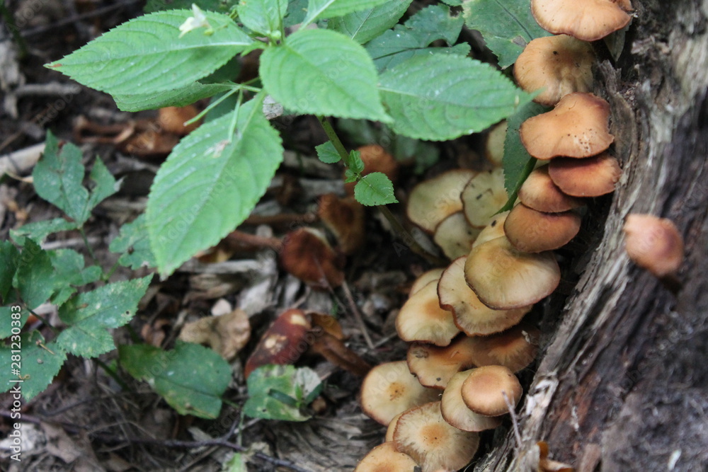 mushrooms in forest mushrooms in forest