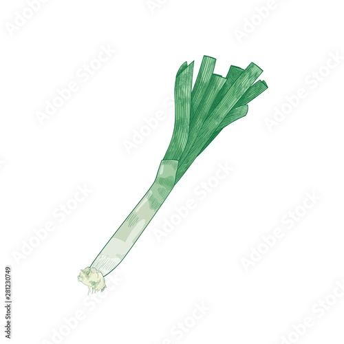 Detailed natural drawing of leek leaves. Fresh organic raw vegetable, cultivated food crop or veggie product hand drawn on white background. Elegant realistic vector illustration in antique style.