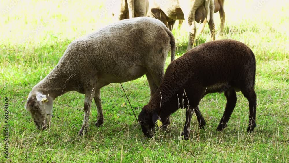 Flock of sheeps grazing in green meadow Flock of sheeps grazing in green meadow