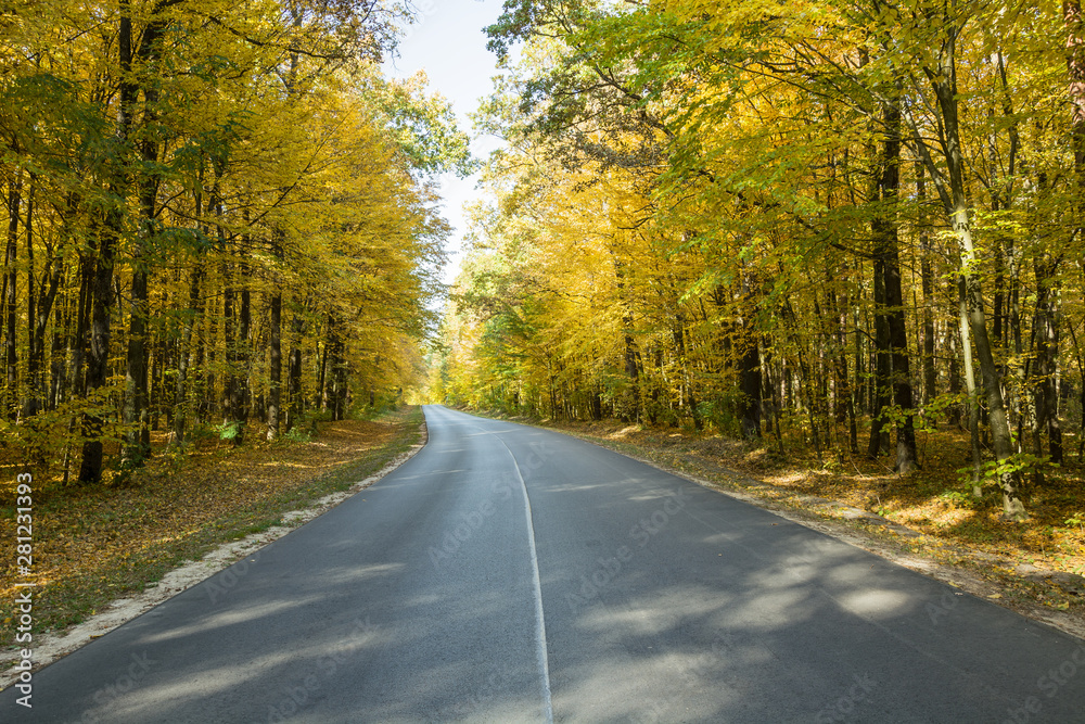 Asphalt road through an autumn forest