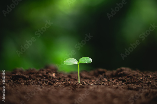 Young plant Small tree Plant tree concept