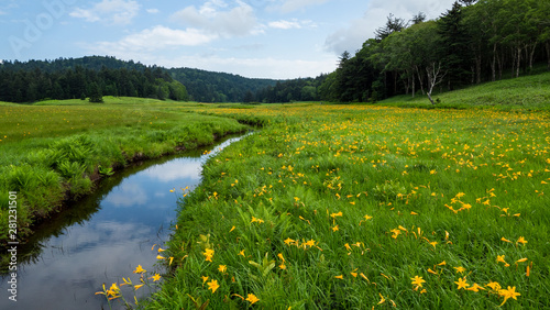 尾瀬大江湿原のニッコウキスゲ