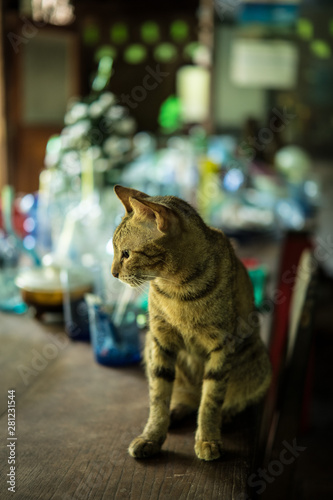 domestic cat relaxing on a table © Janelle