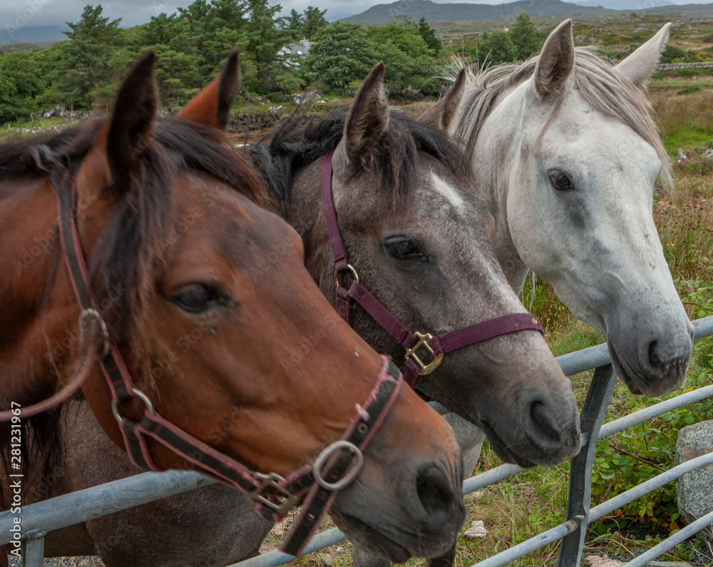 Connemara Ireland horses