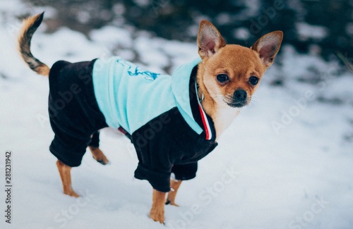 dog on the beach, dog, chihuahua