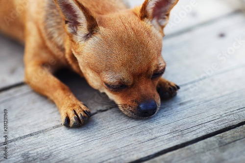 dog, chihuahua