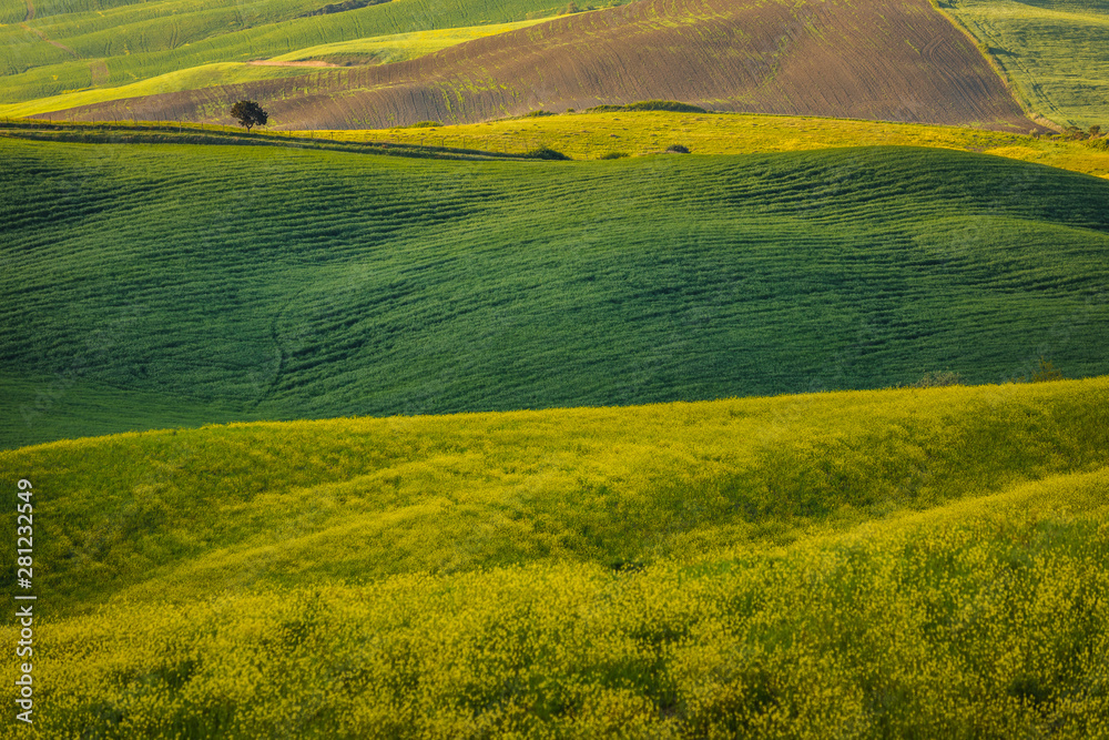 Fototapeta premium Fantastic sunny spring field in Italy, tuscany landscape morning foggy famous Cypress trees