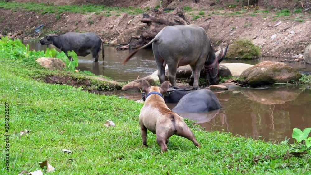 French bulldog is barking to the buffalo's French bulldog is barking to the buffalo's