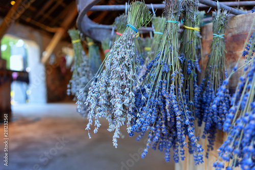 Lavender bouquets are dried in the house