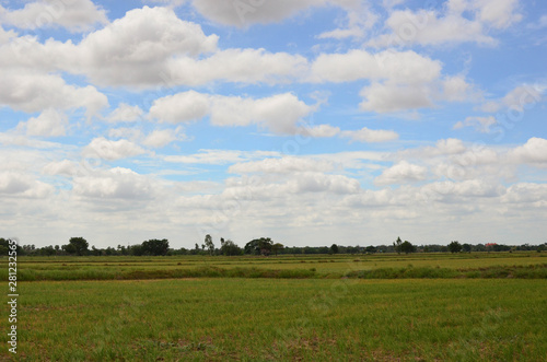 sky wind blowing trees on the rice field 