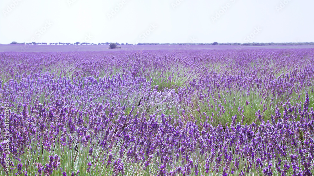 Fototapeta premium Beautiful lavender fields in La Alcarria, Guadalajara, Spain