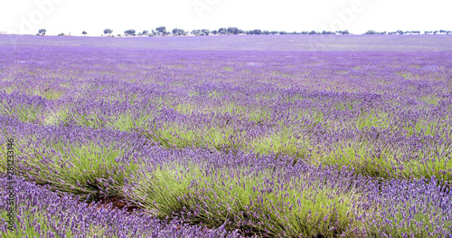 Beautiful lavender fields purple landscape in La Alcarria, Guadalajara, Spain