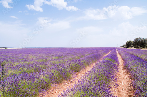 Lavender fields in La Alcarria, Spain