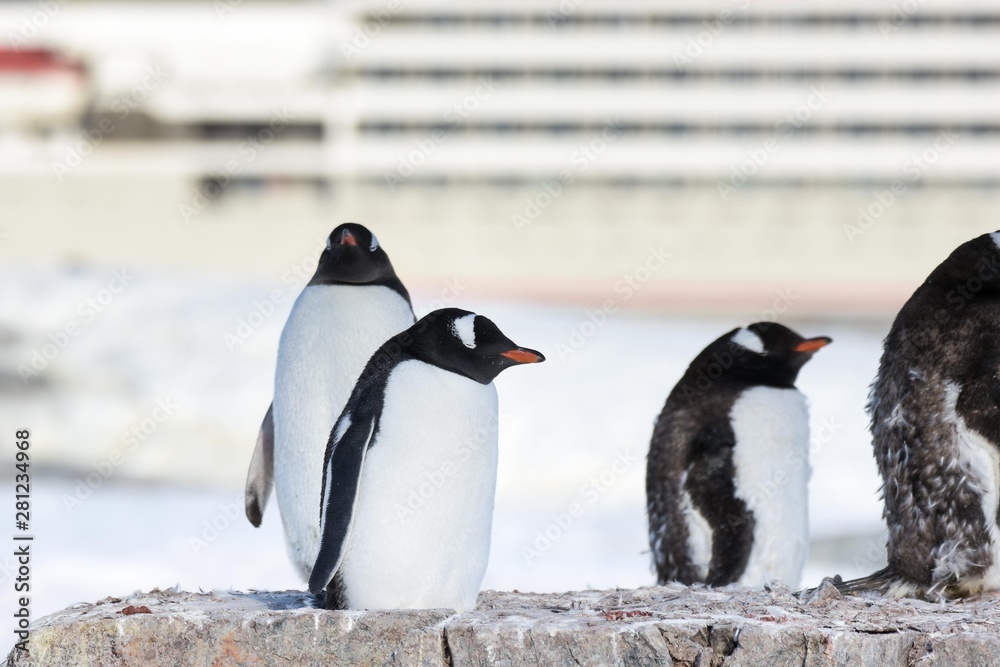 Obraz premium manchot papou devant bateau
