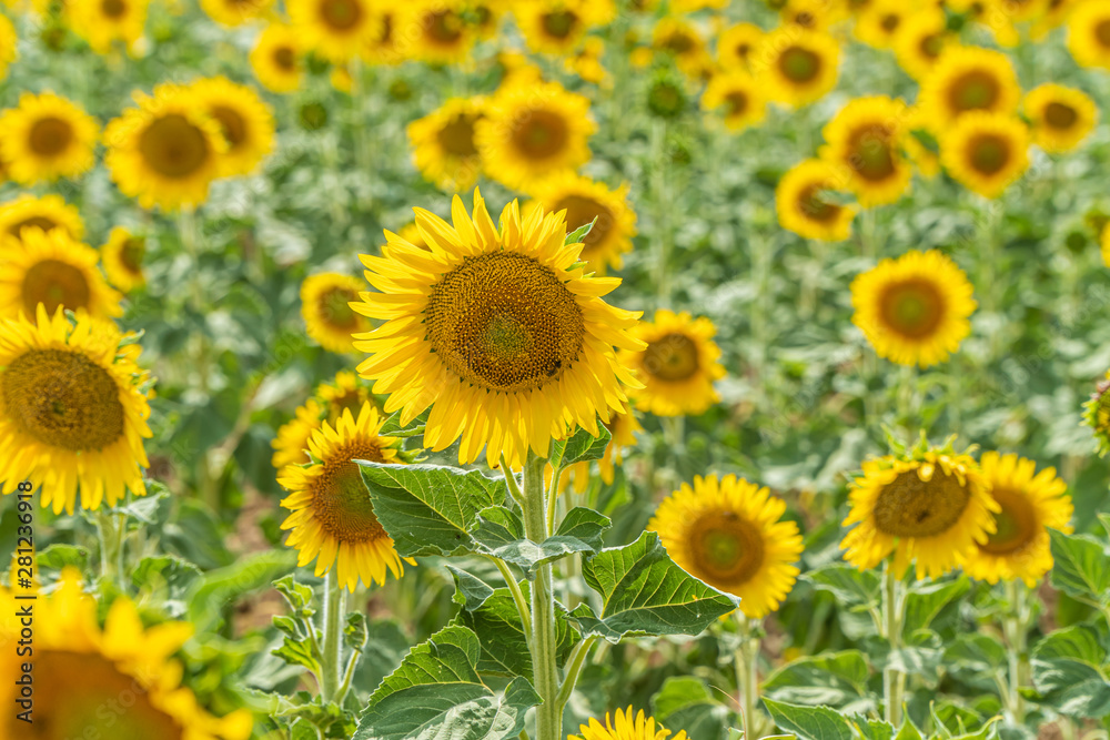 Field of blooming sunflowers near Valensole