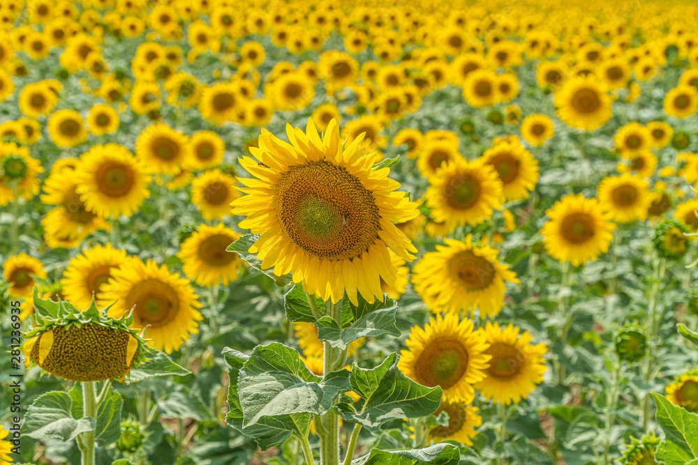 Field of blooming sunflowers near Valensole Field of blooming sunflowers near Valensole
