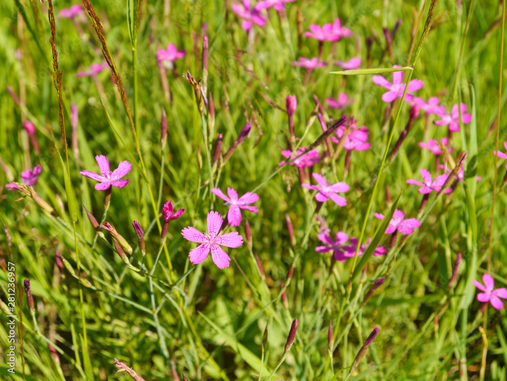 Heide-Nelke, Dianthus deltoides