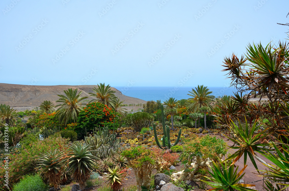 Fototapeta premium Palm Trees and Cactus Landscape with the Ocean Behind