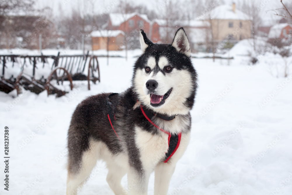 One beautiful Siberian Husky with pink tongue on white snow background closeup, black furry Alaskan Malamute with red harness on winter season nature landscape, cute northern sled dog outdoor portrait