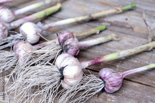 Organic Garlic Fresh Garlic on Wooden Table Harvest Vegetable Horizontal