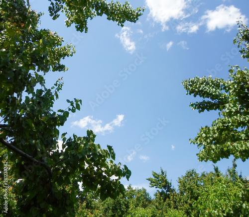 Green trees in summer and blue sky background with clouds.