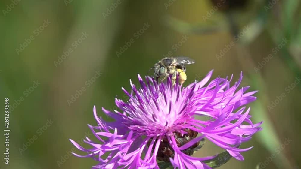 Wild solitary bee Osmia collects nectar and pollen on a flower of Brown Knapweed (Centaurea jacea), slow motion. Slowed down 16 times Wild solitary bee Osmia collects nectar and pollen on a flower of Brown Knapweed (Centaurea jacea), slow motion. Slowed down 16 times