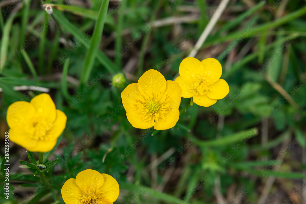 Buttercup Flowers in Bloom in Springtime Buttercup Flowers in Bloom in Springtime