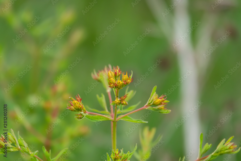 Common St. John's Wort Flower Buds in Springtime Common St. John's Wort Flower Buds in Springtime