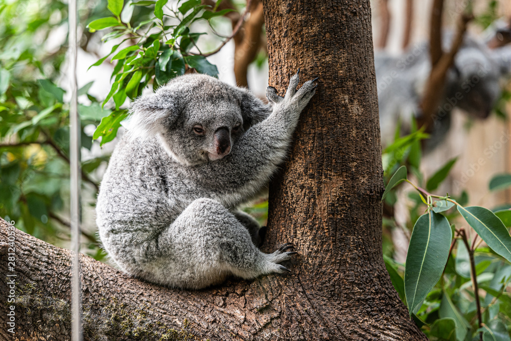 Fototapeta premium Koala auf baum
