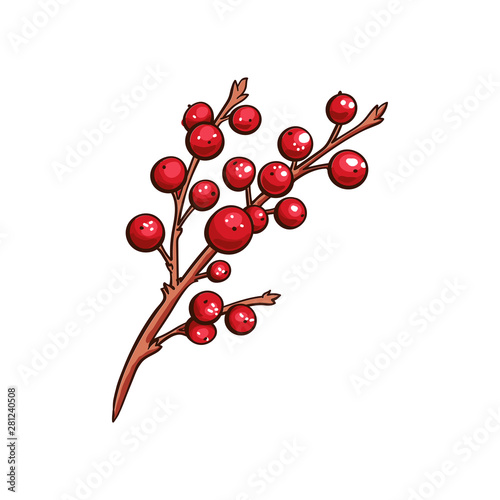 Christmas berry holly or ilex. Red xmas branch with red berries. Winter aquifolium leaves decor. Christmas berry traditional isolated vector symbol
