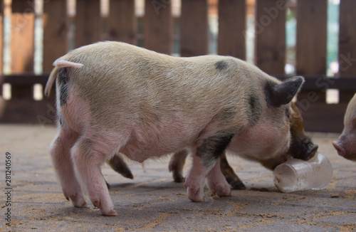 pig pink red small pig zoo piglet animal 